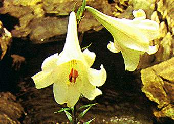 百合
