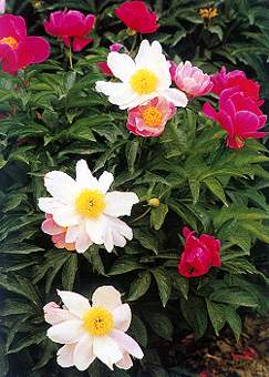 白芍