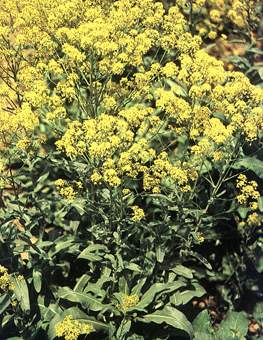 大青叶