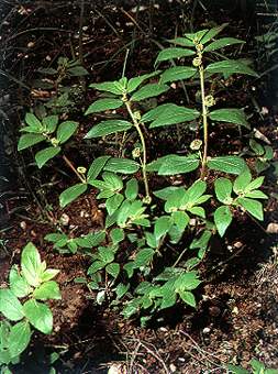 大飞扬草
