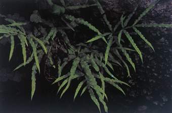 凤尾草