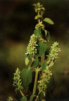 广防风