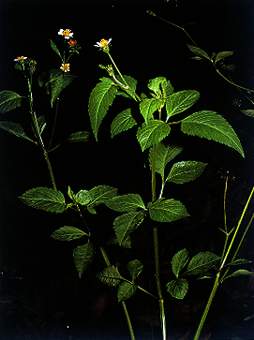 鬼针草