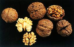 胡桃仁