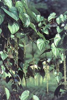 黄药子
