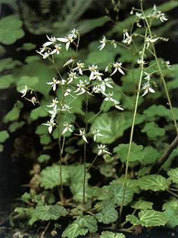 虎耳草