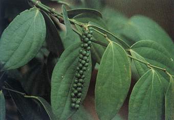 胡椒