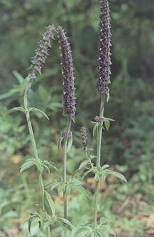 荆芥
