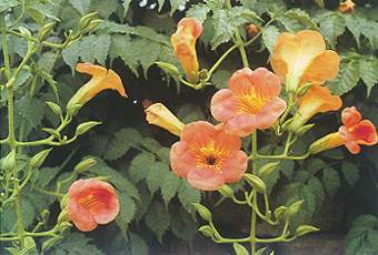 凌霄花