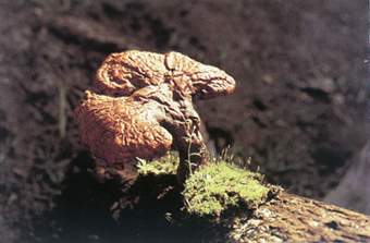 灵芝