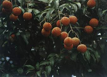 荔枝核