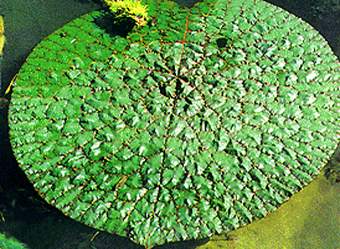 芡实
