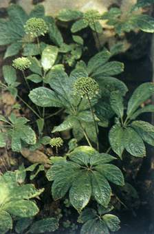 止血药