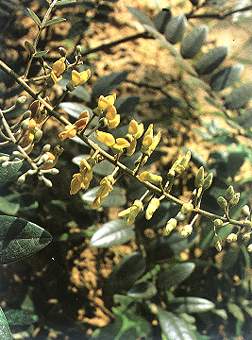 山豆根