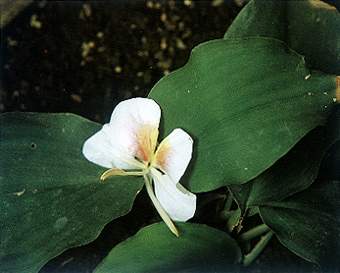 山柰