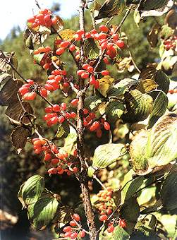 山茱萸