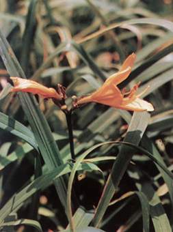 萱草根
