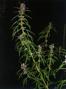 益母草