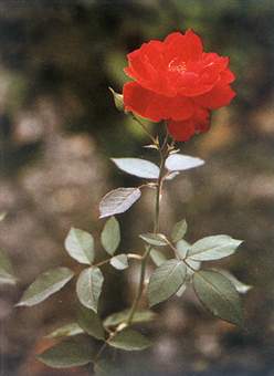 月季花